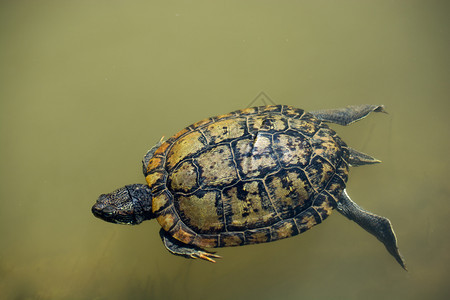 孤独的海龟在湖泥水中游动图片