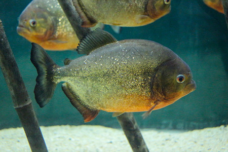 美丽的多彩鱼类在水族馆环境中游泳图片