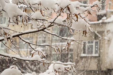 白冬背景有雪树枝图片