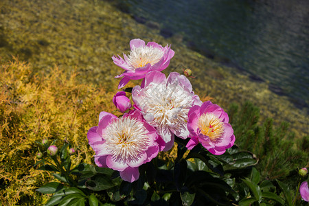 美丽的鲜花作为背景图片