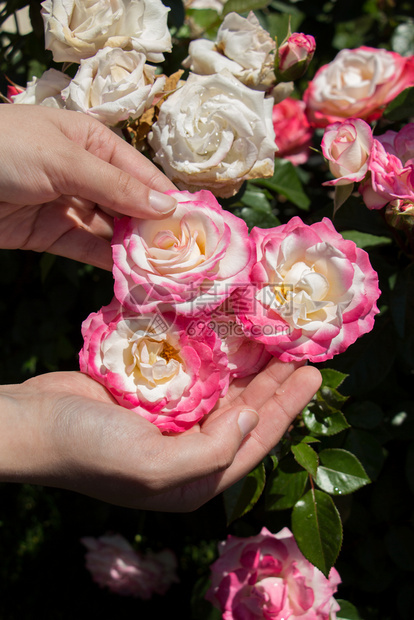 手握着美丽的新玫瑰图片