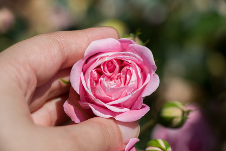 手握着多彩的玫瑰花朵图片
