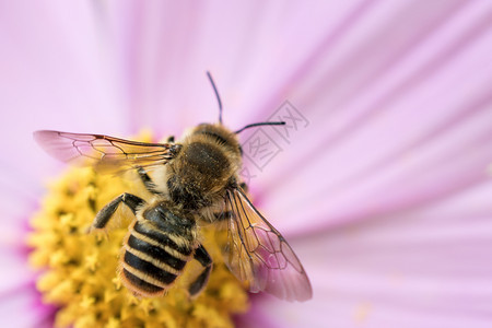 大自然的花蜜蜂大自然的花蜜蜂图片