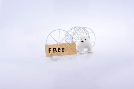 北极熊笼开放自由在白色背景图片