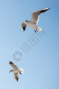 海鸥对等的正在中空飞翔图片