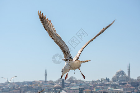 海鸥在天空中飞翔其背景是清真寺图片