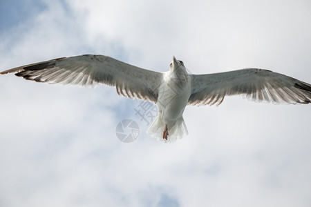 单海鸥作为背景在阴云的天空中飞行图片