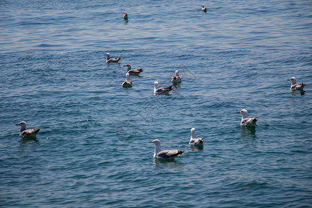 海鸥在水中图片