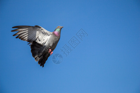 空中一只鸽子翅膀张开高清图片