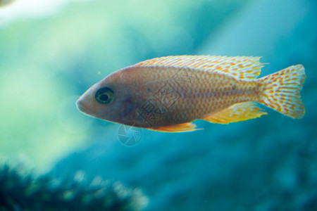 美丽的多彩鱼类在水族馆环境中游泳图片