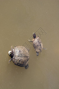 在小湖中游泳的双海龟图片
