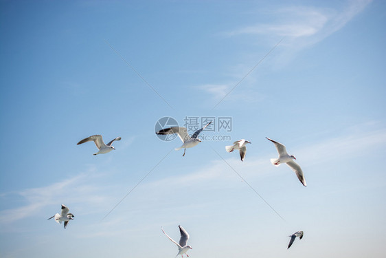 海鸥在空中飞过水图片