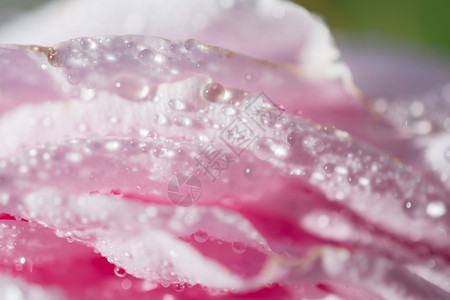 美丽多彩的玫瑰上面有水滴图片