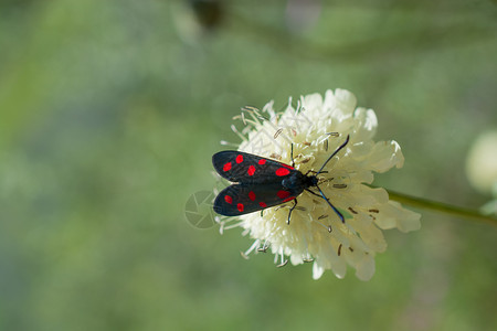 大自然花朵的红虫喂养图片