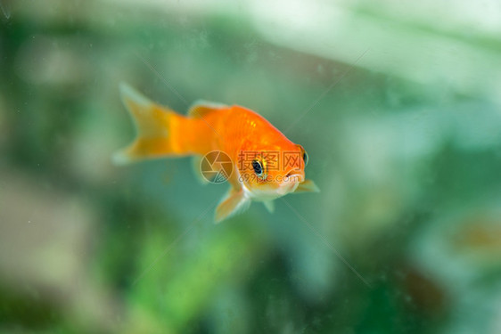 在水族馆游泳的丰富多彩鱼类图片