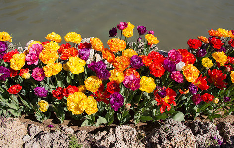 春季水边涌现的郁金香花朵背景图片