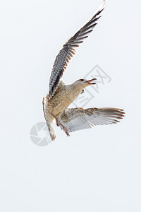 单海鸥作为背景在天空中飞行图片