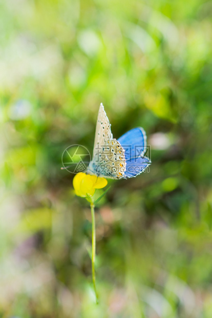 美丽的蝴蝶依着自然背景的花朵图片