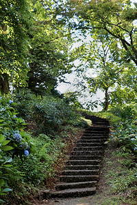 在植物公园的一个山丘上楼梯背景图片