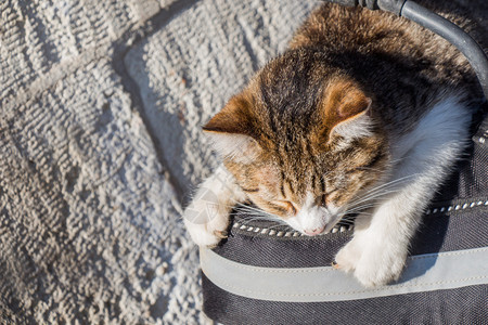 流浪街头猫的又一张肖像图片