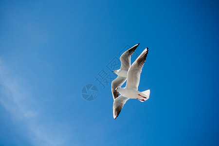 海鸥对等的正在中空飞翔图片