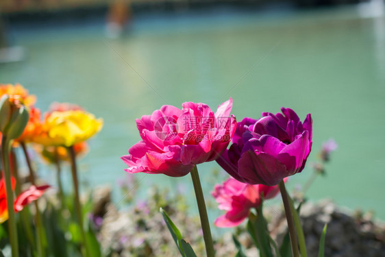 春季水边涌现的郁金香花朵图片