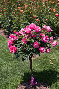 玫瑰树花园里有粉红玫瑰图片