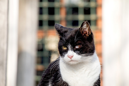 流浪街头猫的又一张肖像图片