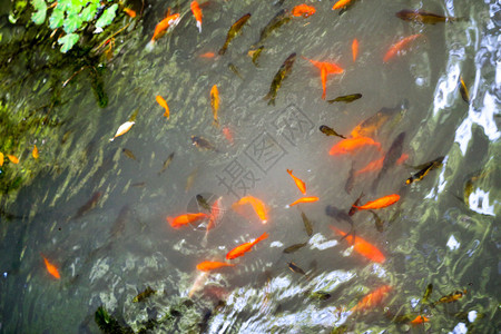 池塘中美丽的多彩鱼图片