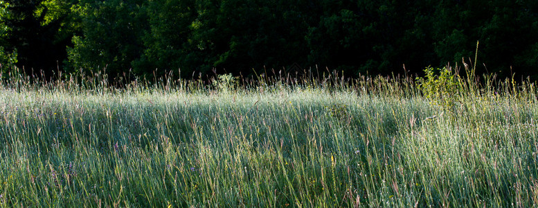 作为自然背景的夏季山区绿草牧场图片