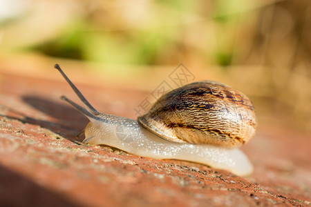 蜗牛向上滑下平坦的地面图片