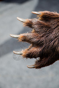 黑熊爪有锋利的子图片