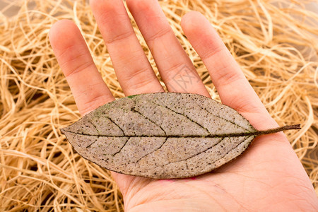 手握着一片干枯的秋叶手握着稻草背景的干枯秋叶图片