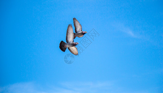 双鸽在空中翅膀张开背景图片