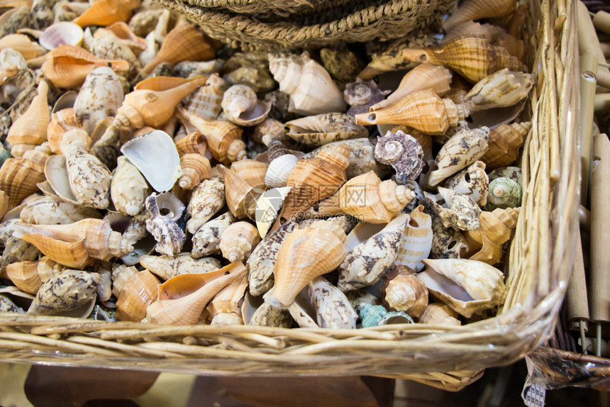 草篮中各种小贝壳