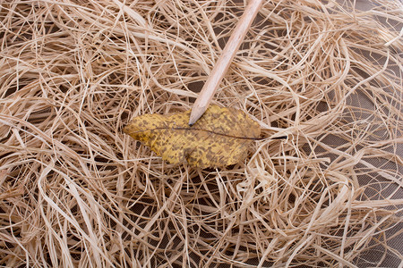 在一片美丽的干枯秋叶上笔放在稻草背景上图片