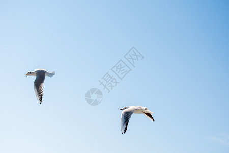 海鸥对等的正在中空飞翔图片