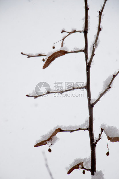 白冬背景有雪树枝图片