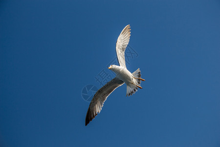 单海鸥以蓝天为背景在飞行图片
