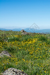 作为自然背景的夏季山区绿草牧场图片