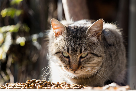 流浪街头猫的又一张肖像图片