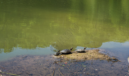在小湖边发现的海龟图片