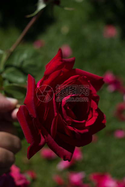 手握着美丽多彩的玫瑰图片