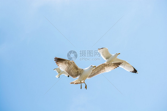 两个海鸥作为背景在天空中飞行图片