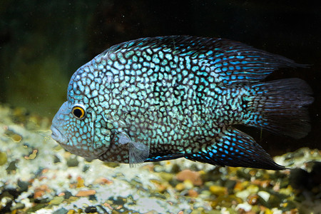 美丽的多彩鱼类在水族馆环境中游泳图片