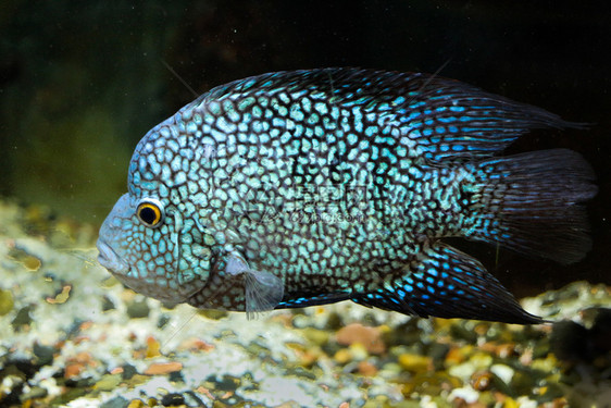 美丽的多彩鱼类在水族馆环境中游泳图片