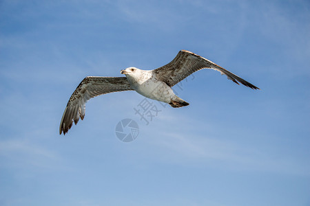 单海鸥作为背景在阴云的天空中飞行图片