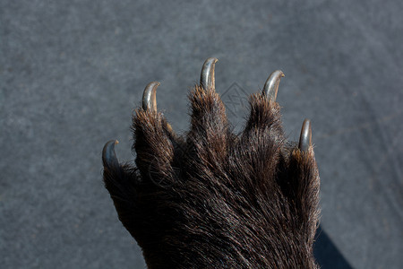 黑熊爪有锋利的子背景图片
