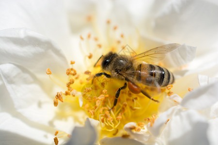 蜜蜂正在食用花粉图片