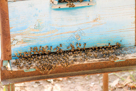 与蜜蜂在大自然的前端图片
